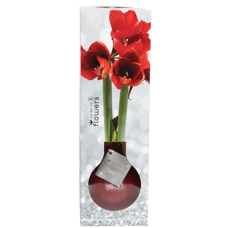 wax-amaryllis-luxury-box