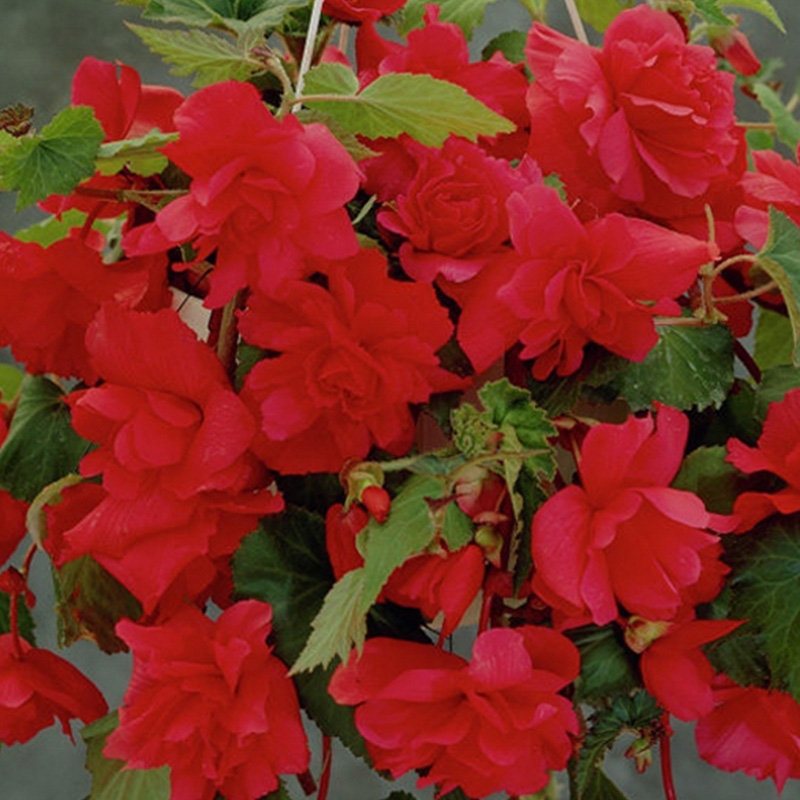 begonia-pendula-rood-01-ibulb