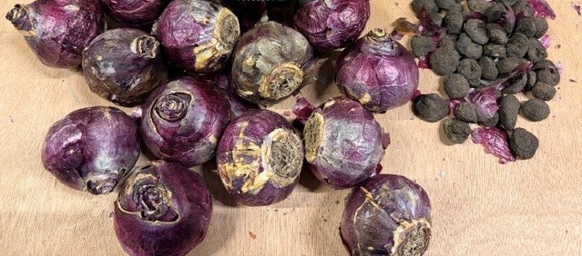 Spring Bulb Collection "Pink Sky"