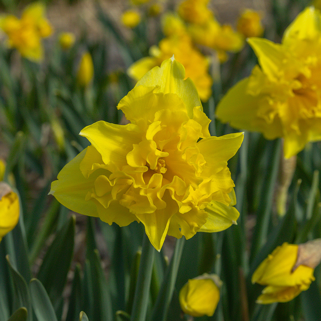 Daffodil Sailorman