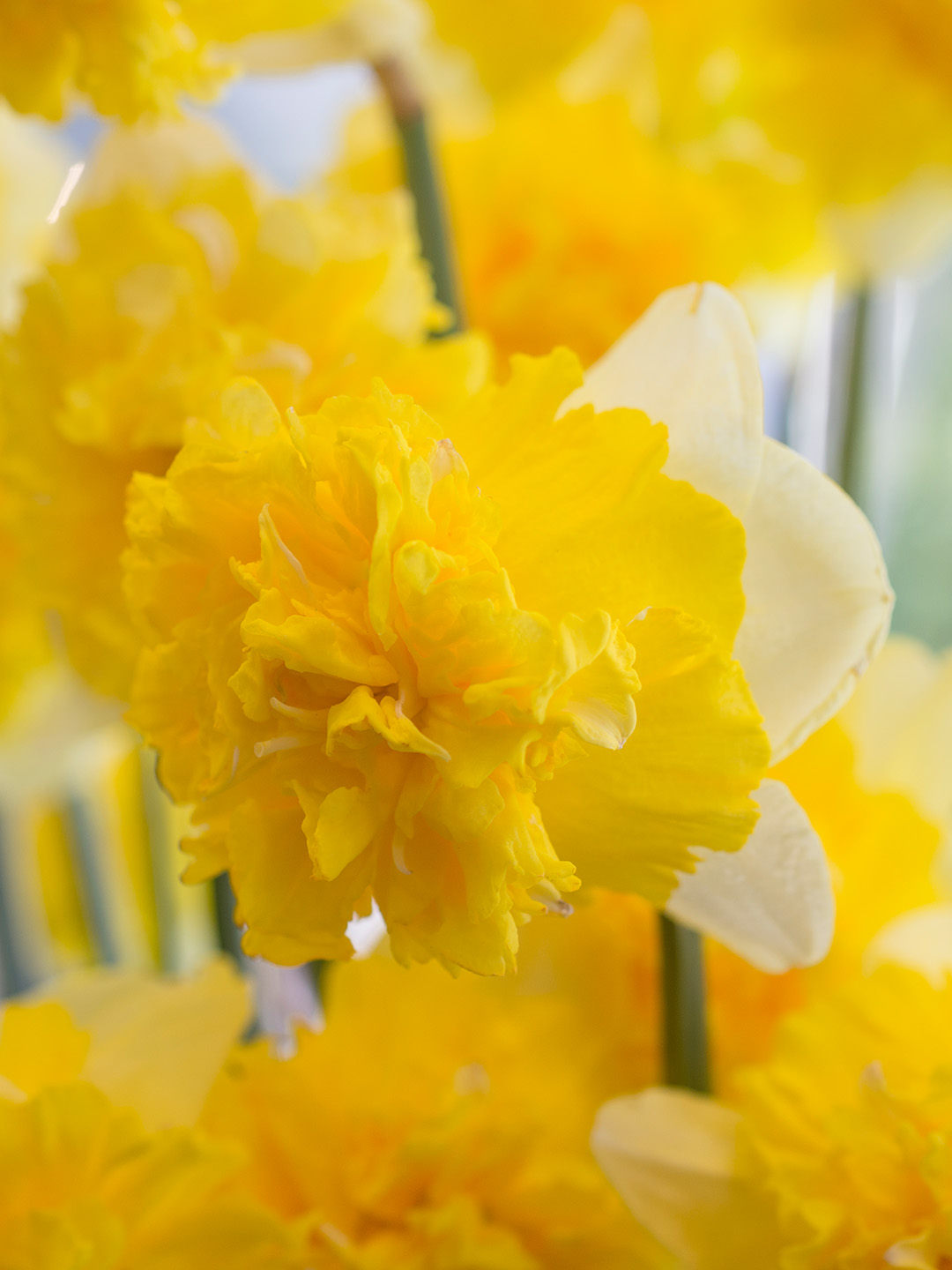 Narcissus-Full-House