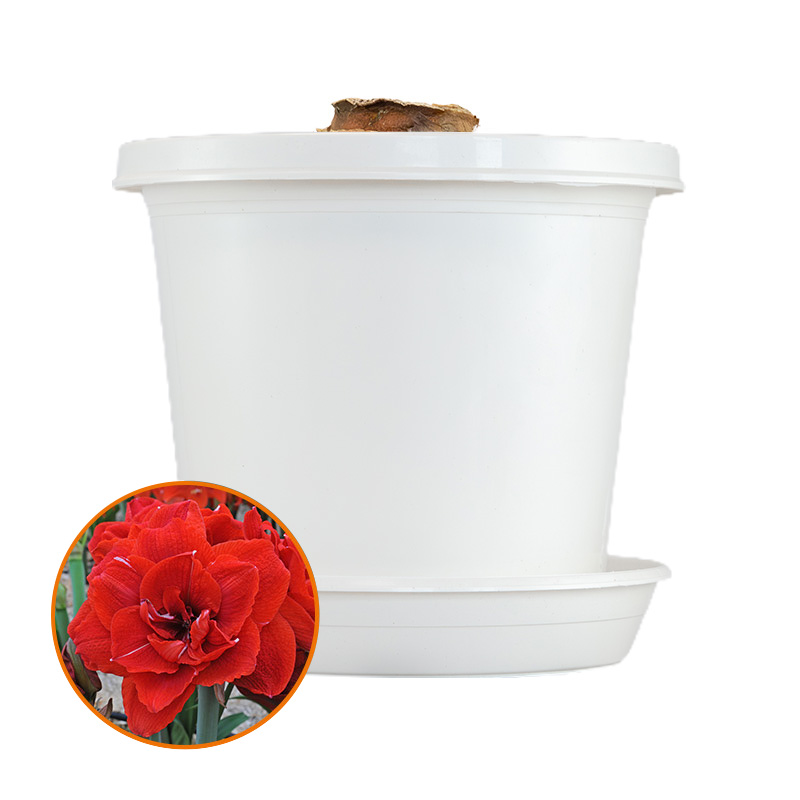 Amaryllis Cherry Nymph on pot and in gift box