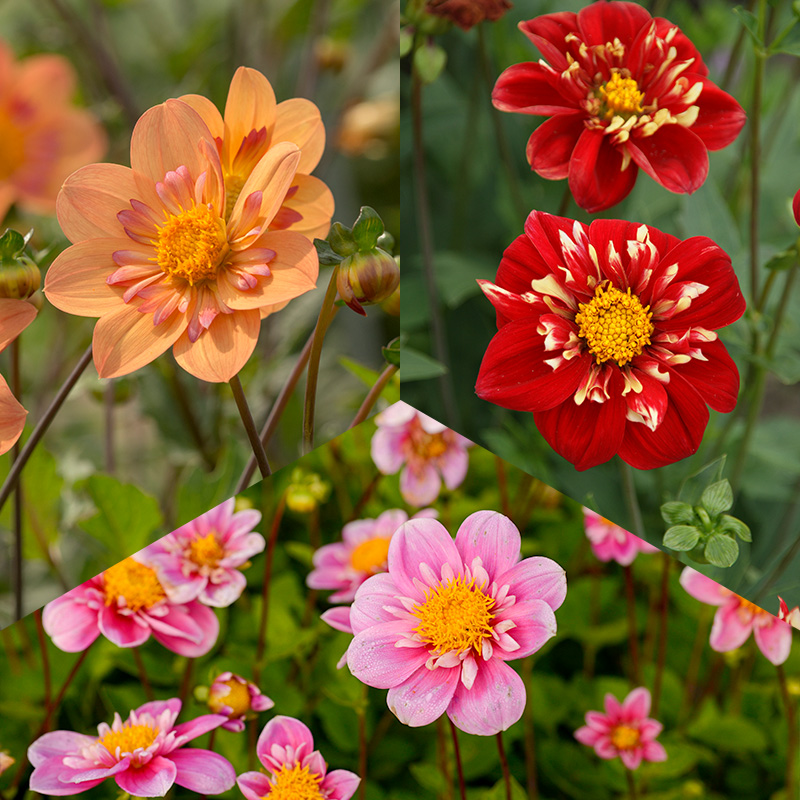 4406061-Dahlia-mix-Halskraag