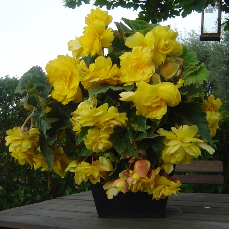 Begonia-pendula-Geel