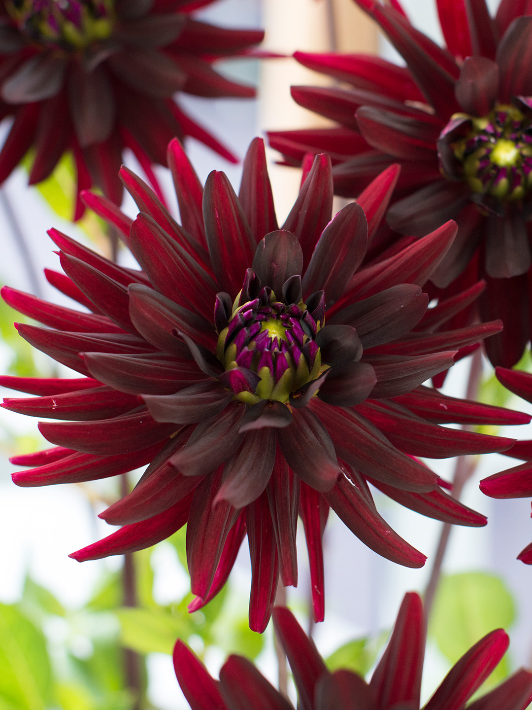 Dahlia-Chat-Noir Dahlia Chat noir