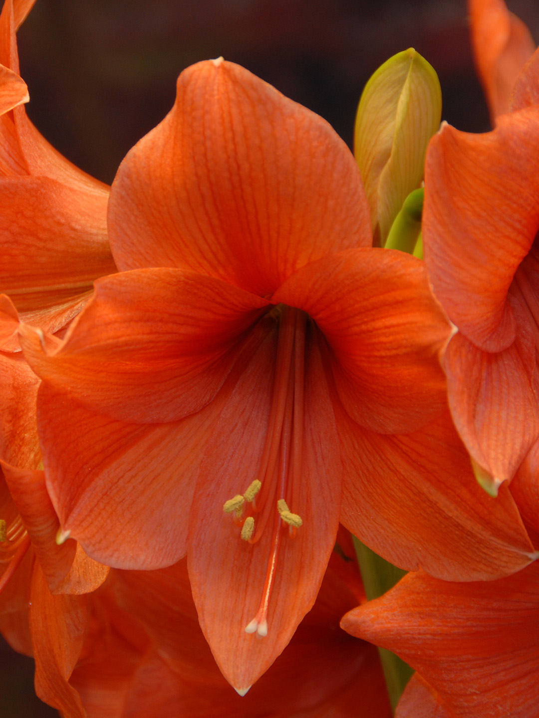 Amaryllis Desire Amaryllis Desire