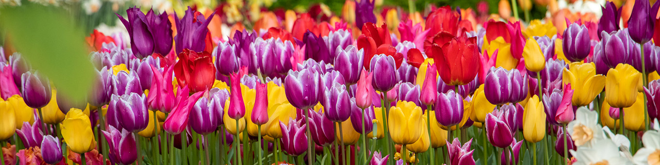 The best things about flower bulbs