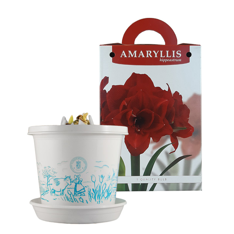 Amaryllis Cherry Nymph on pot and in gift box
