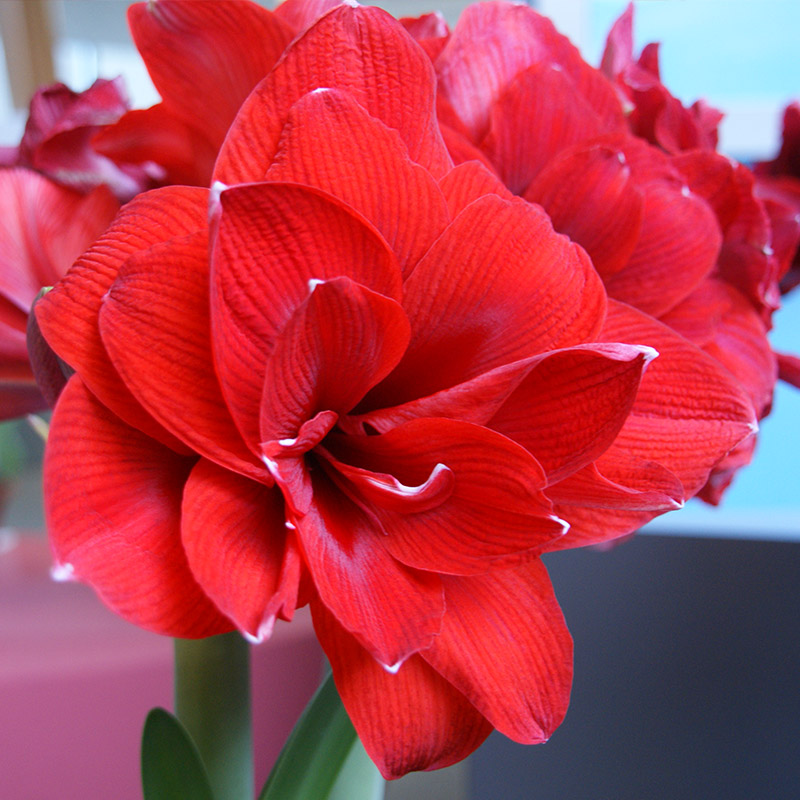 9470-Amaryllis-Double-King
