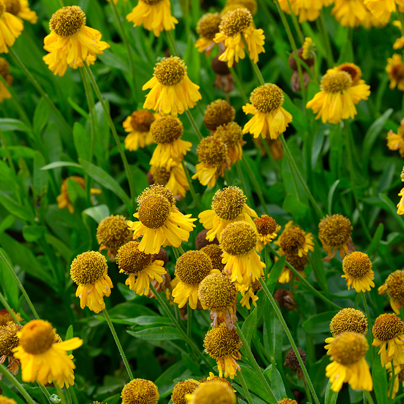6101325-Helenium-bigelovii-The-Bishop-03