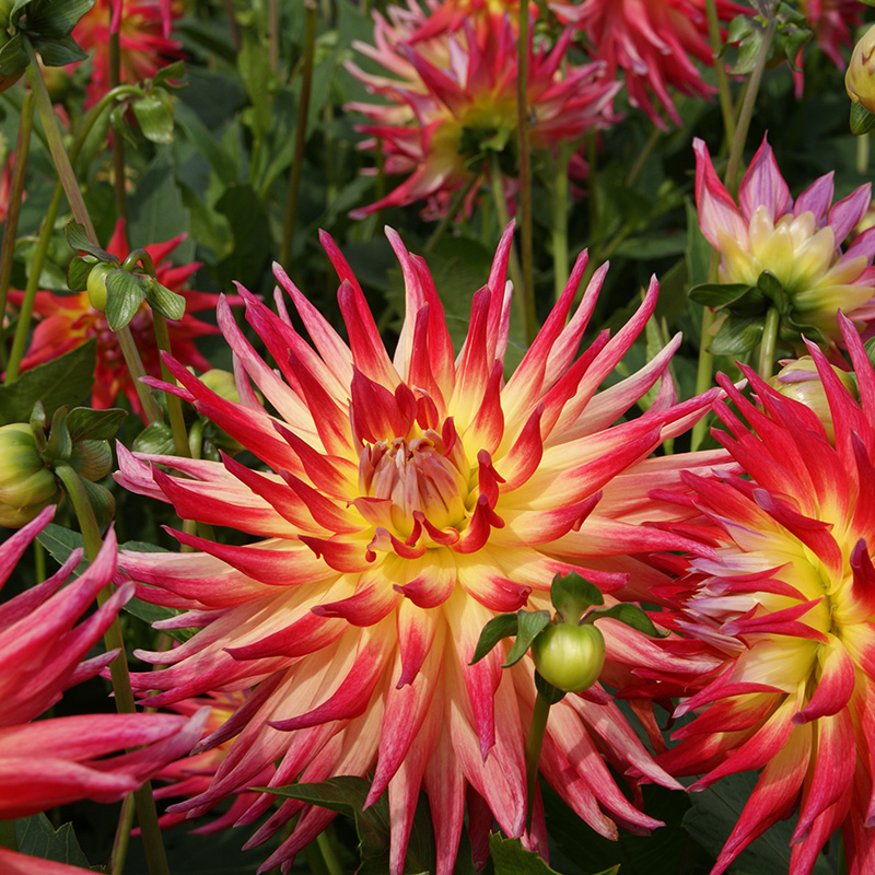 10054-Dahlia-Electric-Flash-03