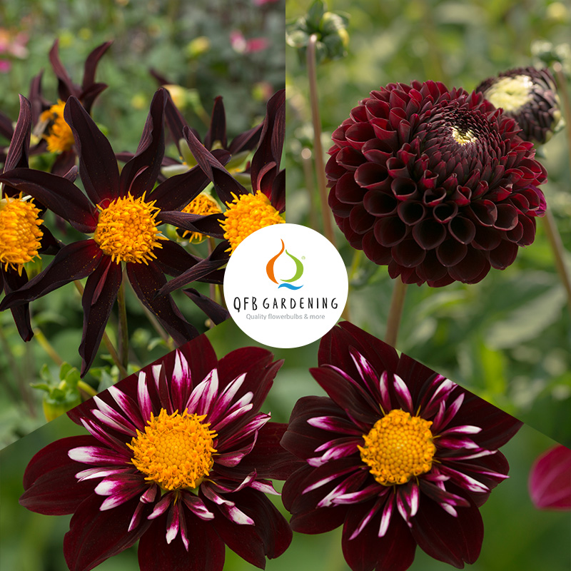 4406071-Dahlia-mix-Dark-Chique-logo