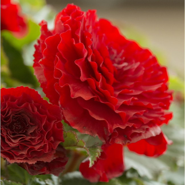 Begonia-dubbel-rood Begonia double red