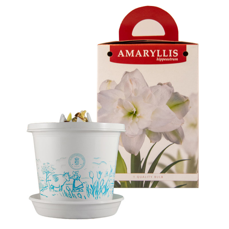 Amaryllis Marilyn® in pot and in gift box