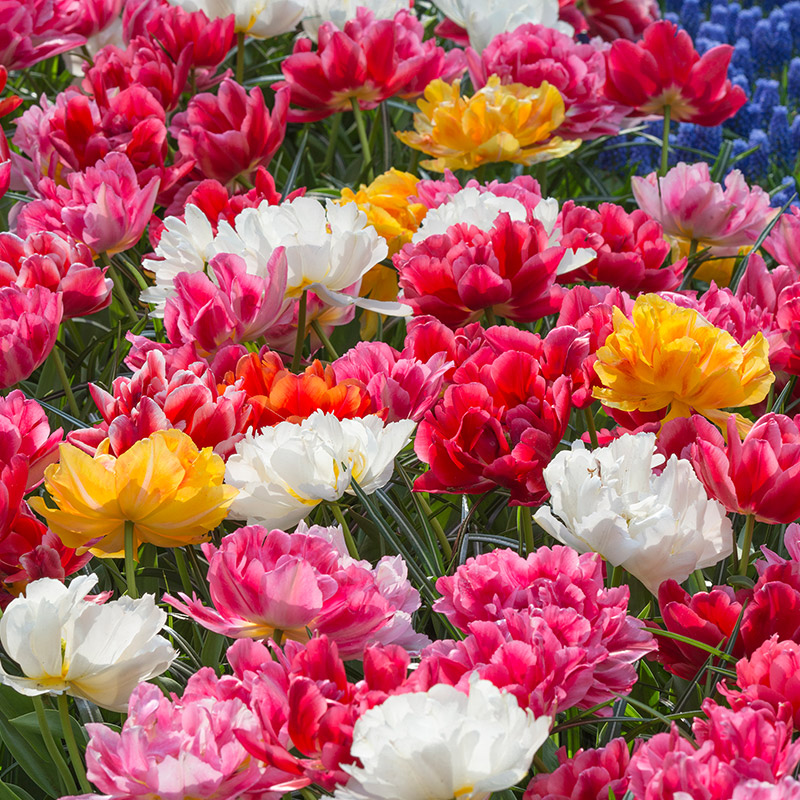 1265-Murillo-Mix-02 Spring Bulb Collection "Murillo Tulips"