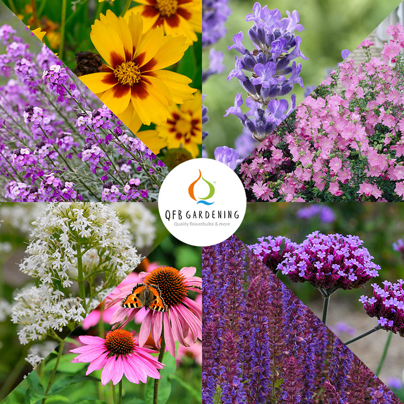 6181025-Borderpakket-vlinderlokkende-planten-logo