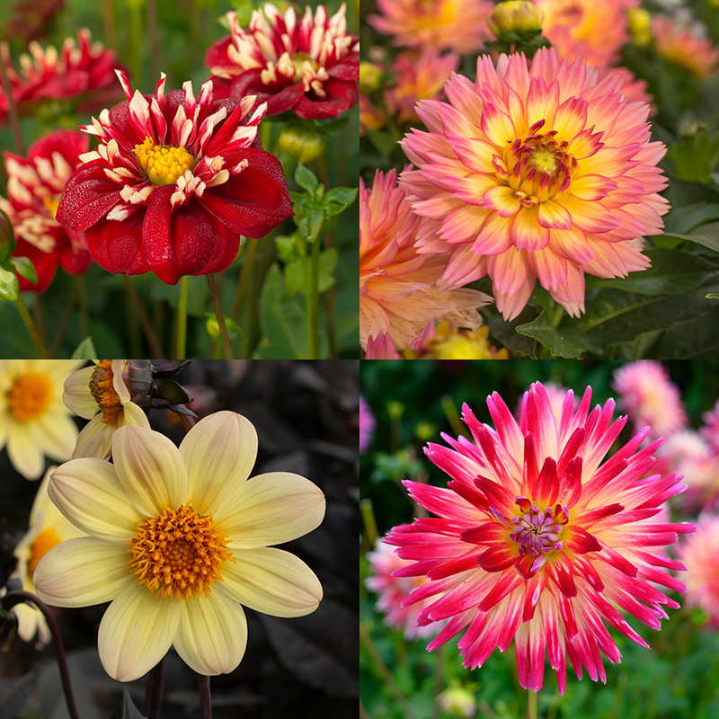 Dahlia Collection “Balcony Party“