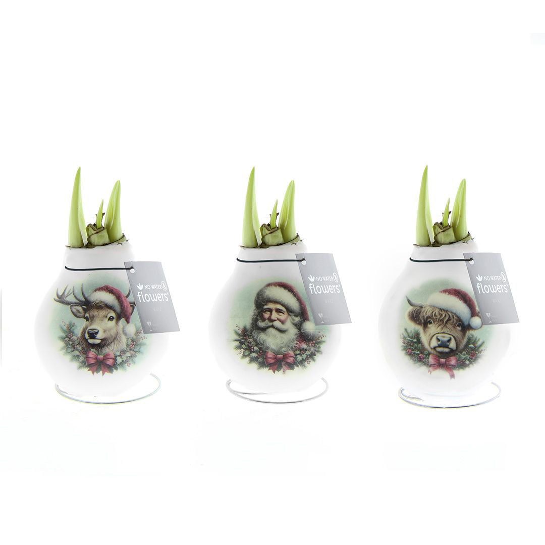 Wax Amaryllis Crafts Santa & Friends Mix à 3