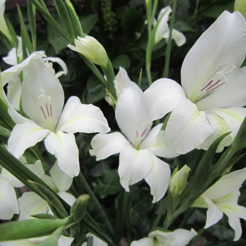 Gladiolus Albus