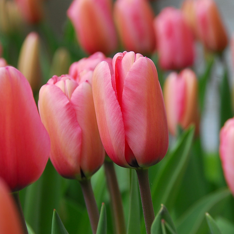 Tulip Pink Impression