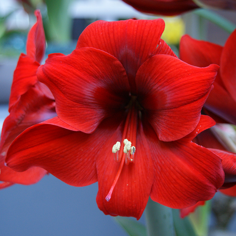 9409-Amaryllis-Floris-hekker Amaryllis Floris Hekker