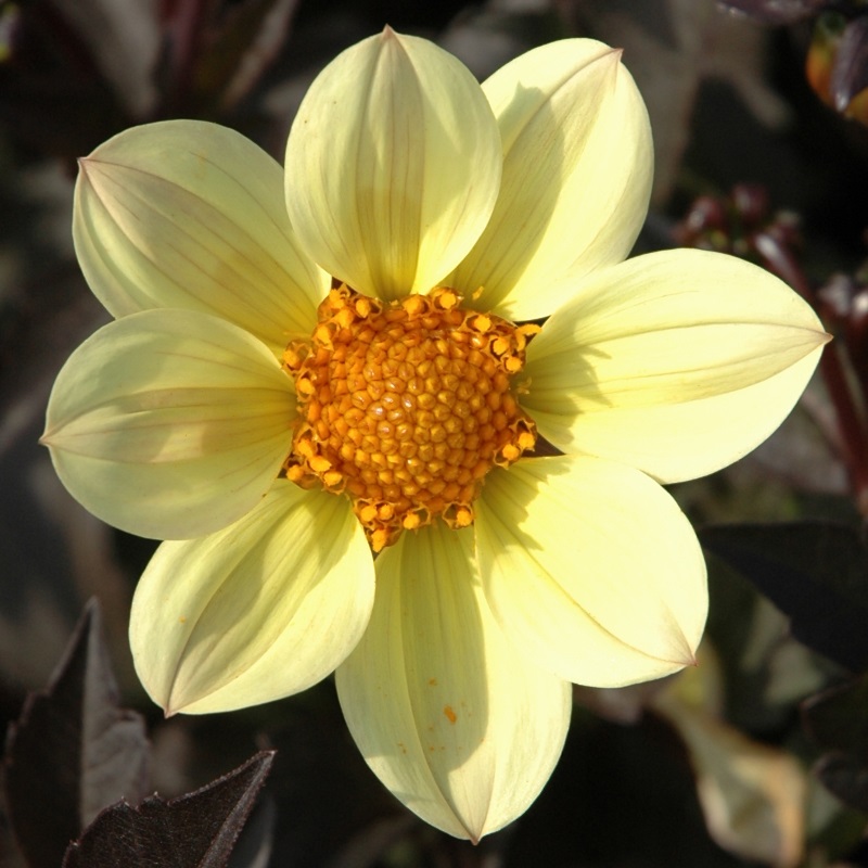 Dahlia-Happy-Days-Lemon