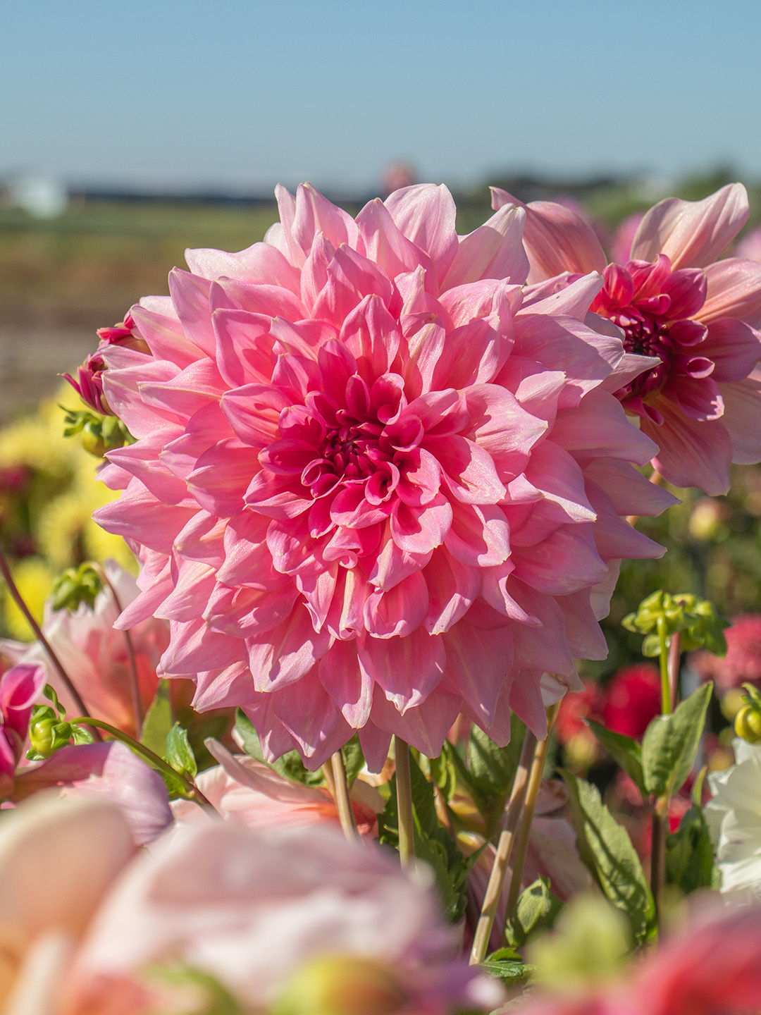 Dahlia-Otto-s-Thrill