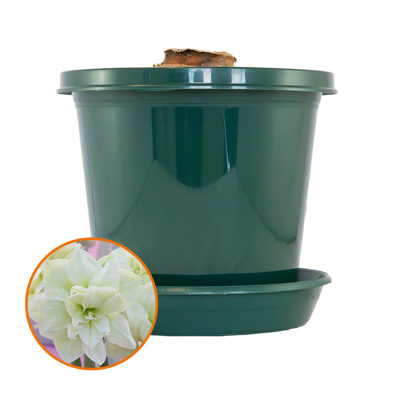Amaryllis Marilyn® in pot and in gift box