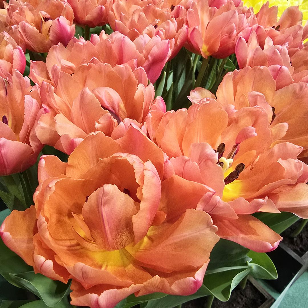 Tulip Mix Symbiose