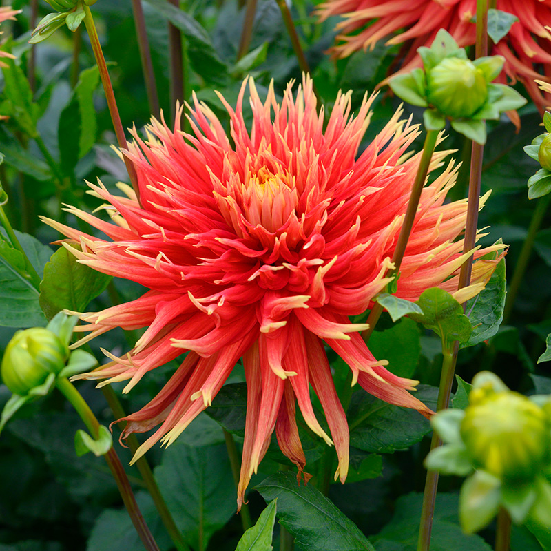 10291-Dahlia-Show-N-Tell-04