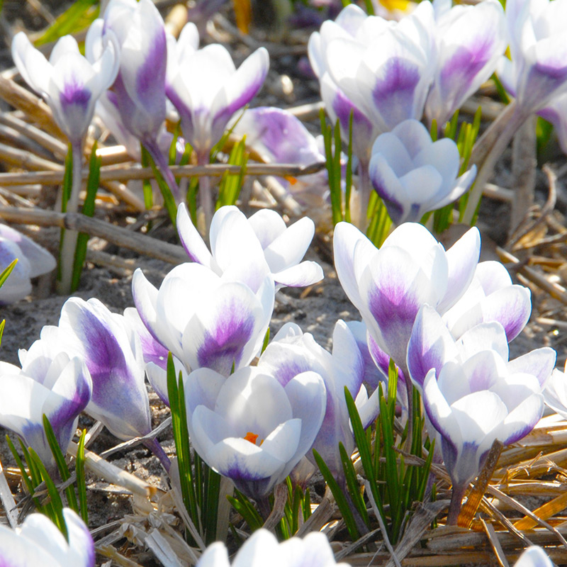 4055-crocus-chrysanthus-prins-claus-01