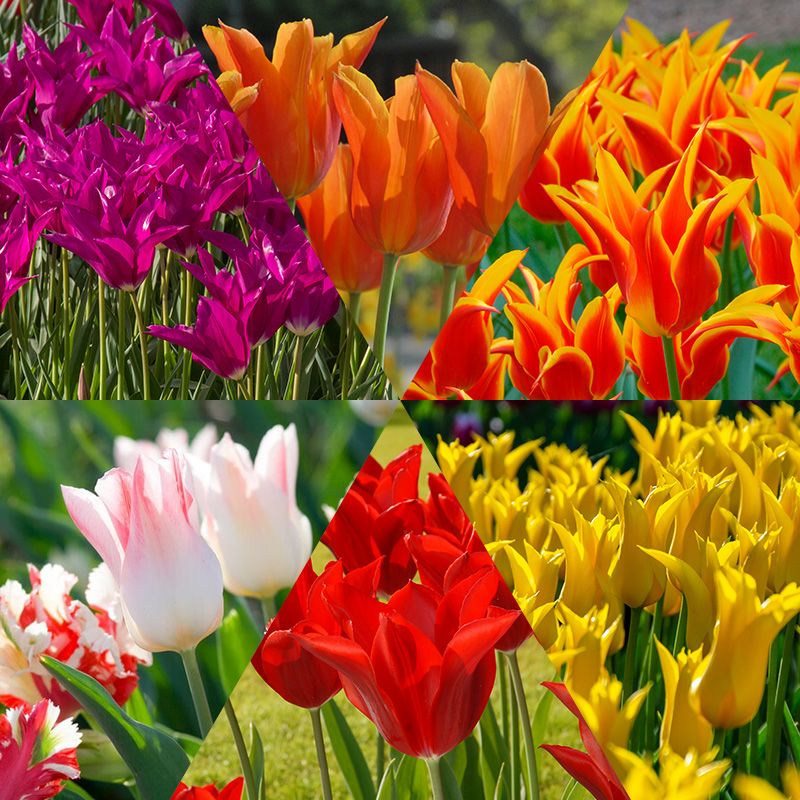 Lily Flowering Tulip Bulb Collection