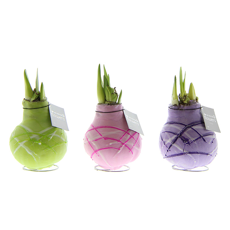 Wax Amaryllis Collection Monet