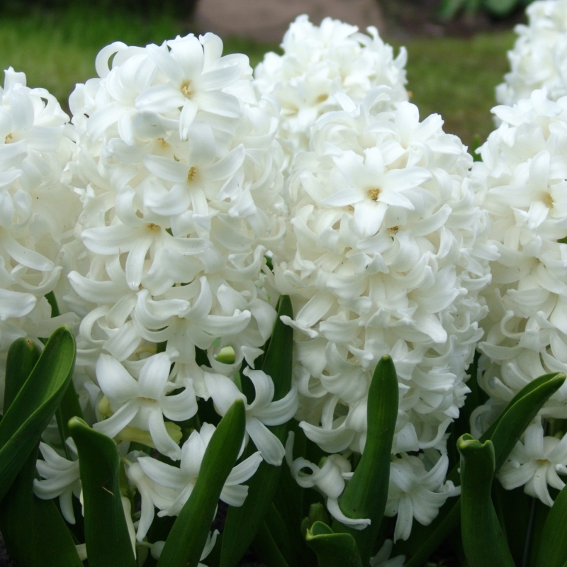 8045 Hyacinth Carnegie