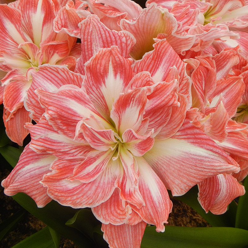 Amaryllis-Pretty-Nymph