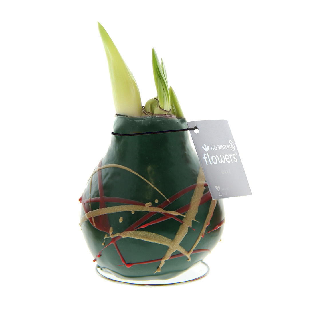 Wax Amaryllis Art Munch Green