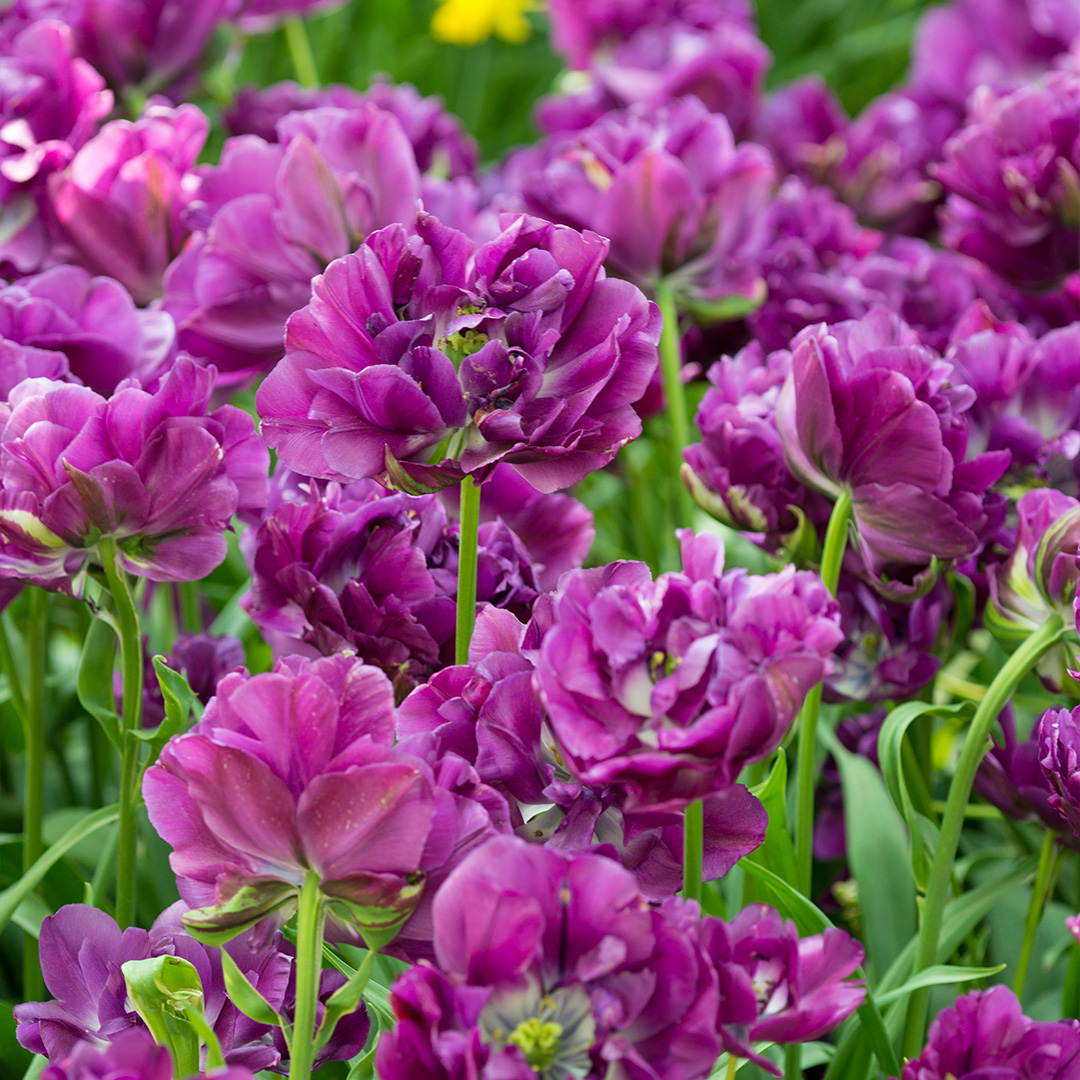 Tulip Negrita Double