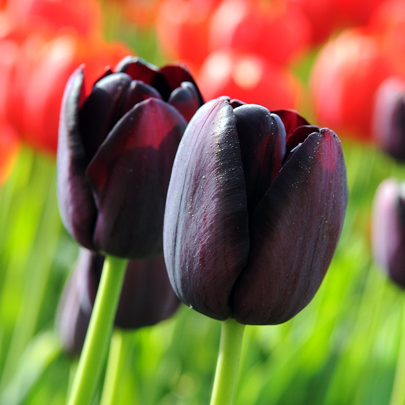 XL-Pack Tulip Queen of Night