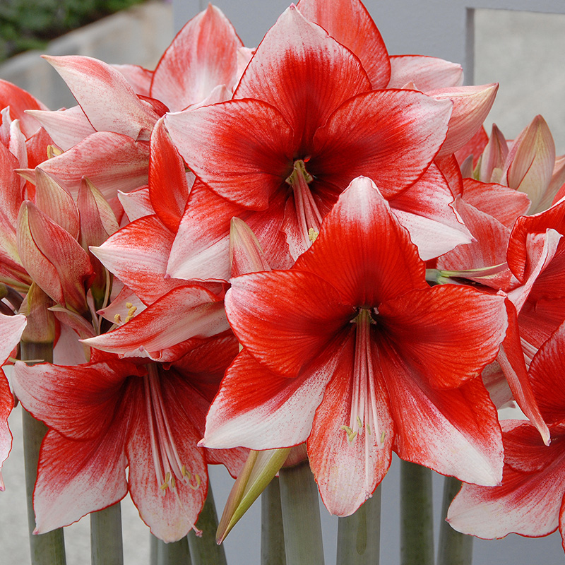 Amaryllis Temptation®