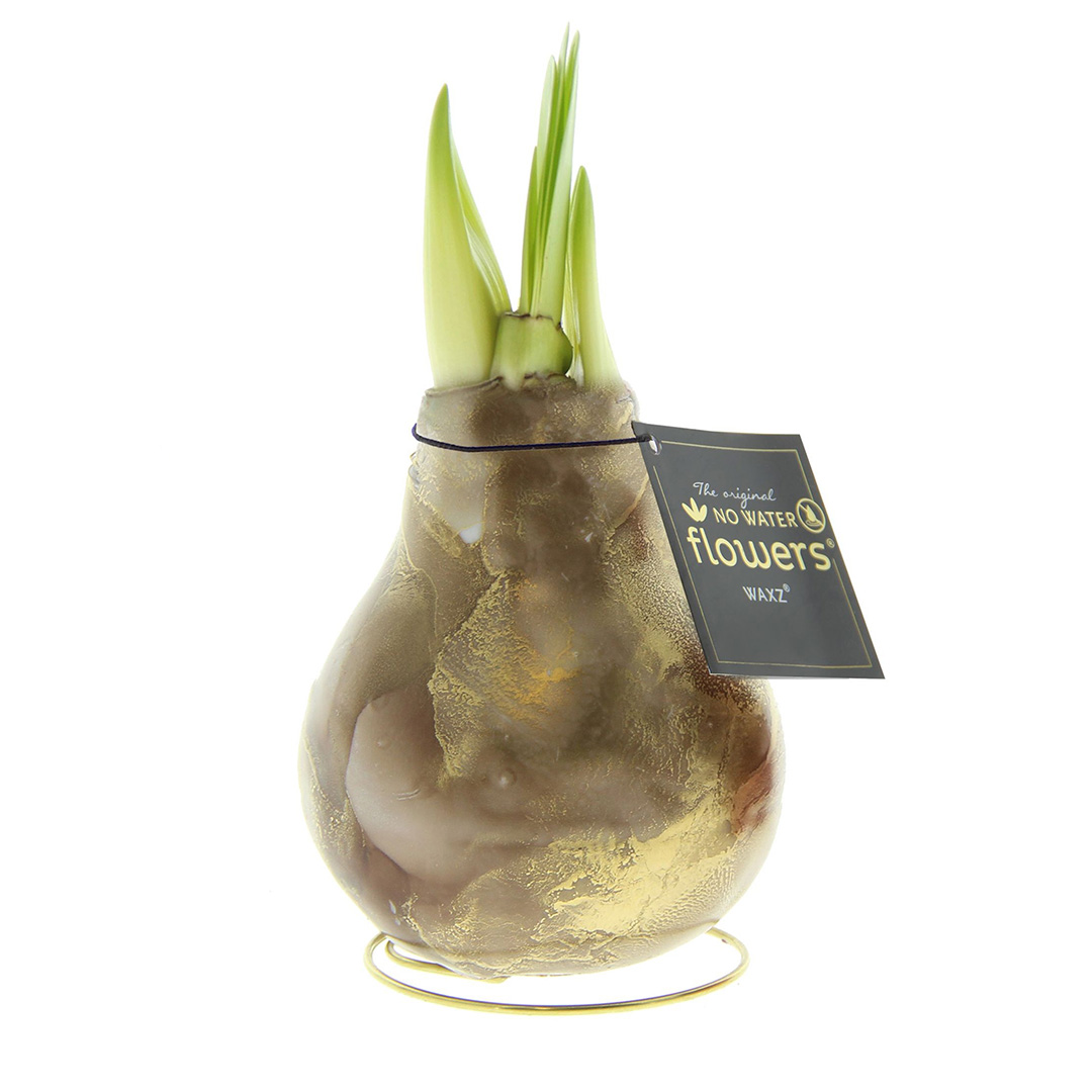 Wax Amaryllis Univerz Brown