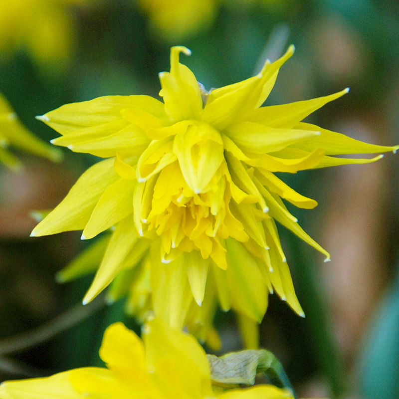 3022-Narcissus-Rip-van-Winkle-03