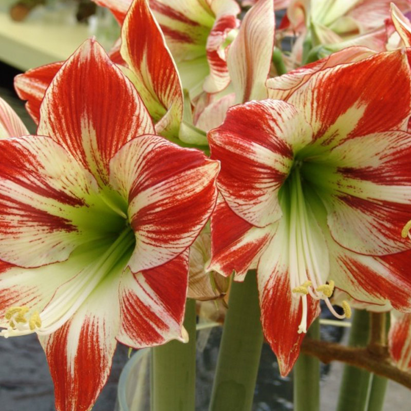 Amaryllis-Ambiance Amaryllis XL Ambiance