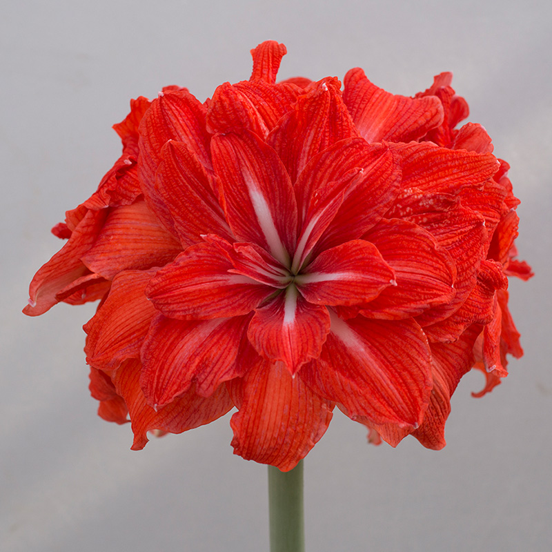 9411-Amaryllis-Double-Circus-R Amaryllis Double Circus®