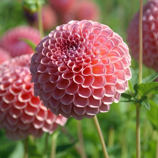 10131-Dahlia-Jowey-Winnie-medres772512 Dahlia Jowey Winnie