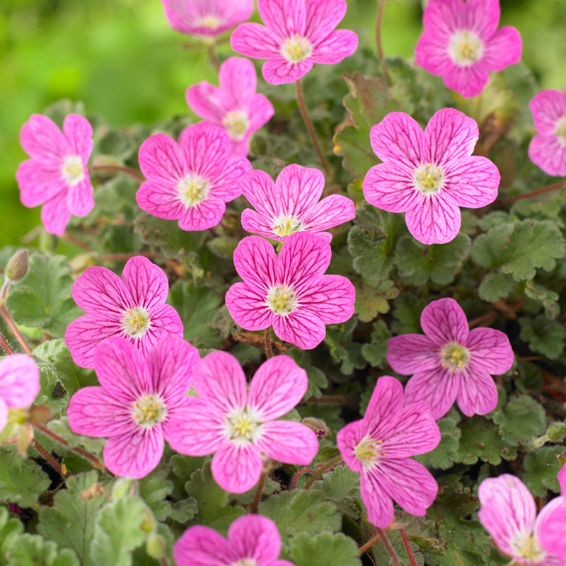 61001600-Erodium-Bishops-Form