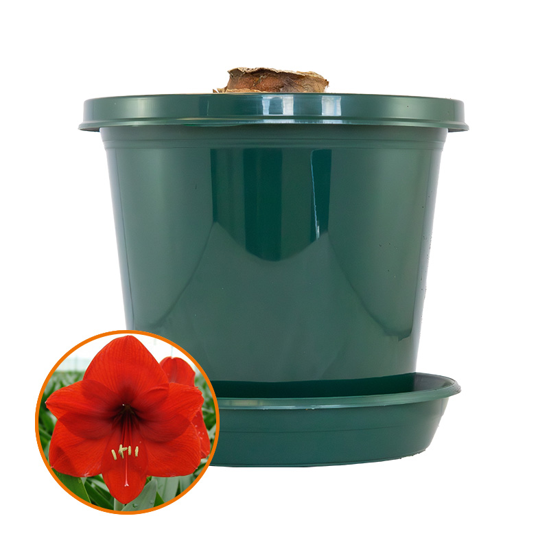 Amaryllis Red Lion in pot and in gift box