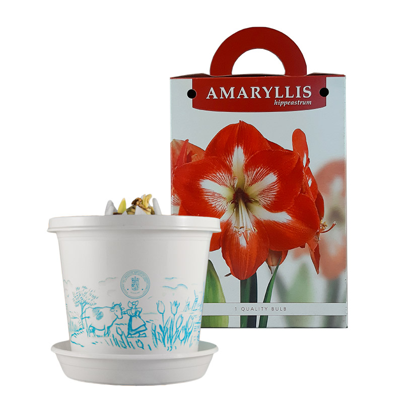 Amaryllis Minerva in pot and in gift box