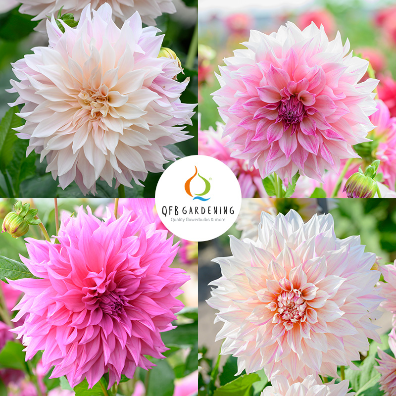 4401080-Dahlia-mix-Caf-au-Lait-logo