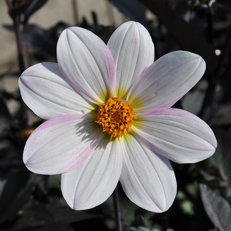 Dahlia Dahlegria White