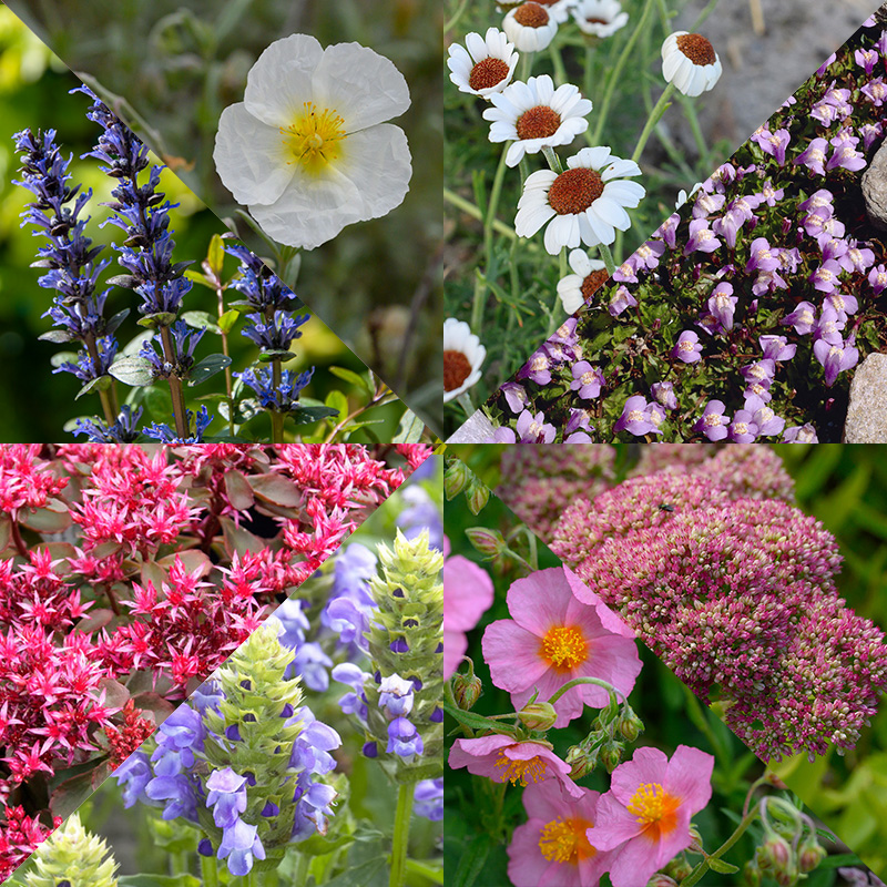 Border Collection Alpine and Rock Plants